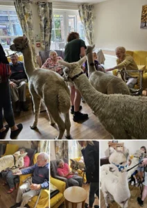 Alpacas