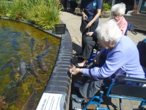 Cedar lawn feeding fish