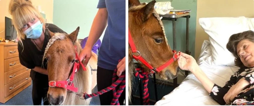 Horse Theraphy