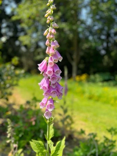 new forest flowers