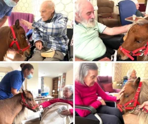 New forest care home horse theraphy