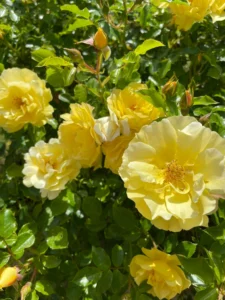 st georges garden flowers